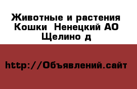 Животные и растения Кошки. Ненецкий АО,Щелино д.